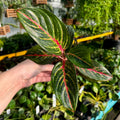 Chinese Evergreen | Aglaonema 'Red Borju'