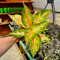 Chinese Evergreen | 6" Aglaonema 'Pink Panama'