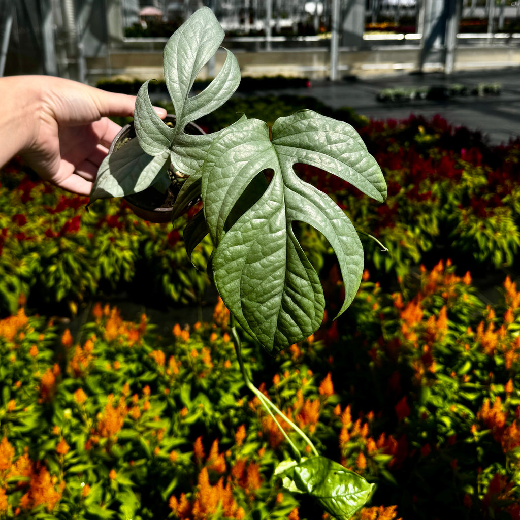 Amydrium Medium ‘silver’