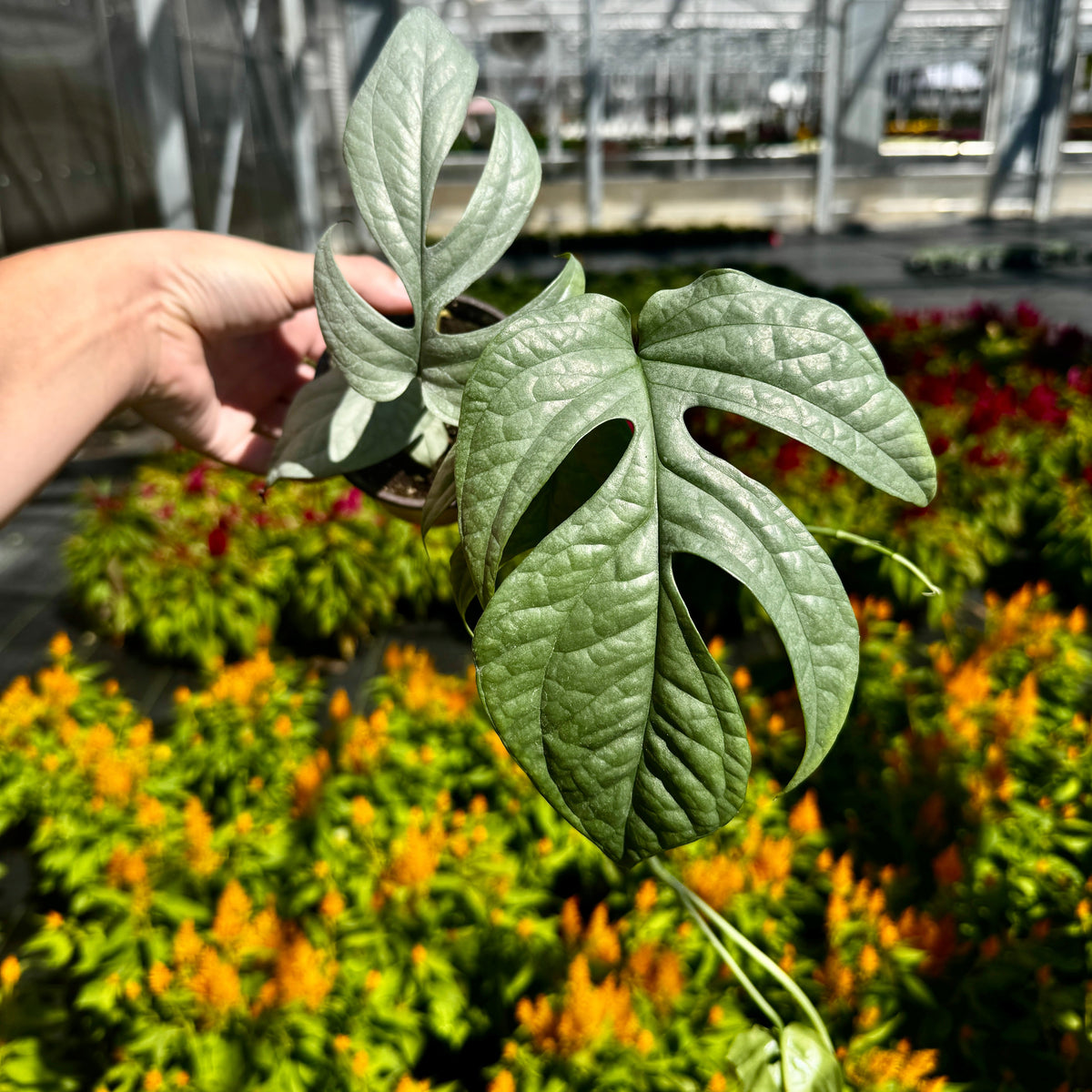 Amydrium Medium ‘silver’