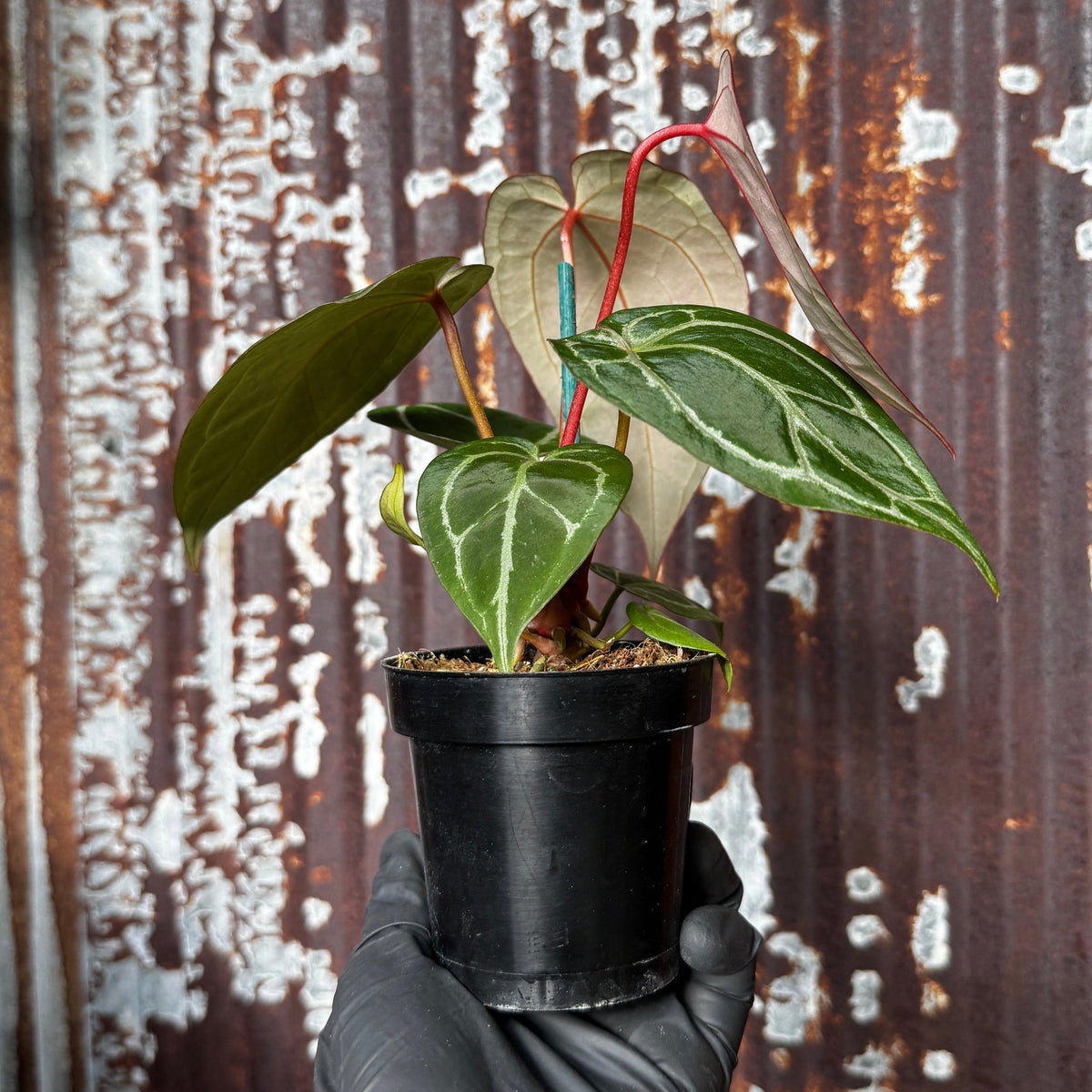 Crystal Anthurium | Anthurium Crystallinum
