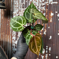 Crystal Anthurium | Anthurium Crystallinum