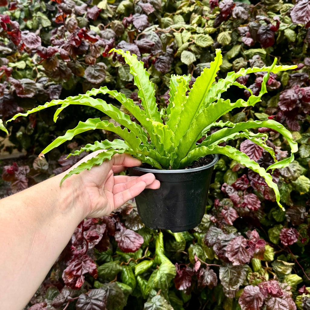 Birdsnest fern | Asplenium antiquum 'Victoria'