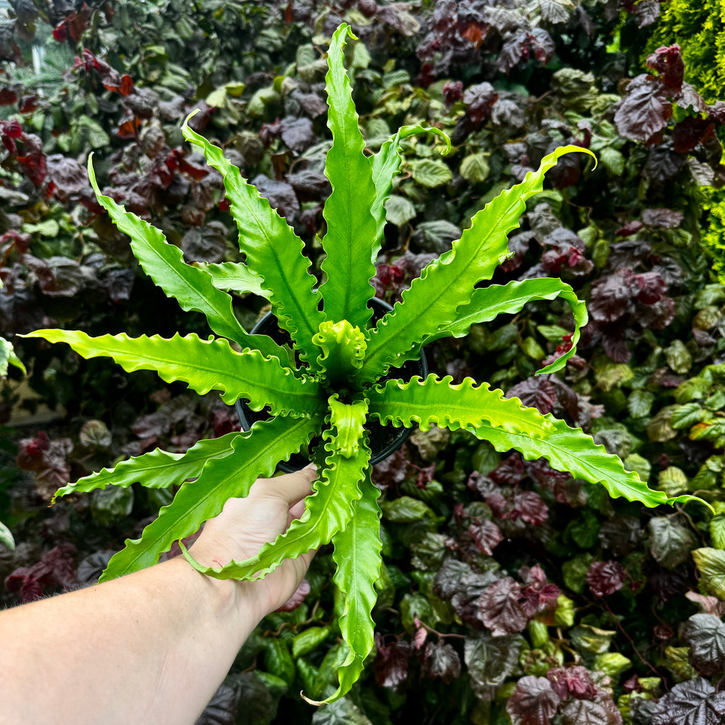Birdsnest fern | Asplenium antiquum 'Victoria'