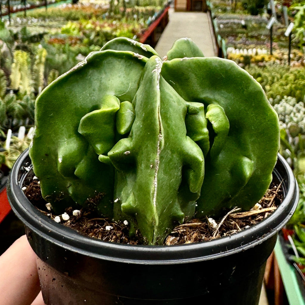 Astrophytum Myriostigma 'Walnut'
