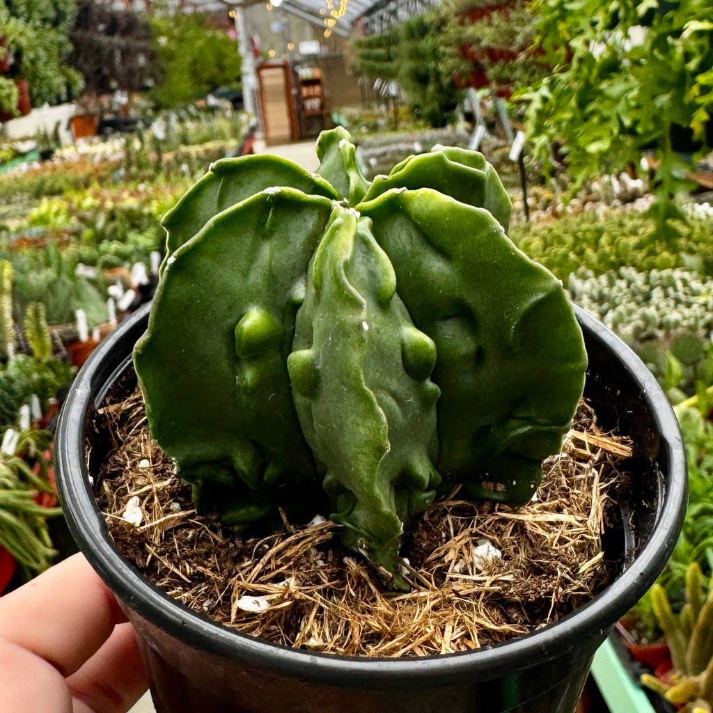 Astrophytum Myriostigma 'Walnut'