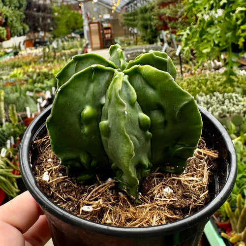 Astrophytum Myriostigma 'Walnut'