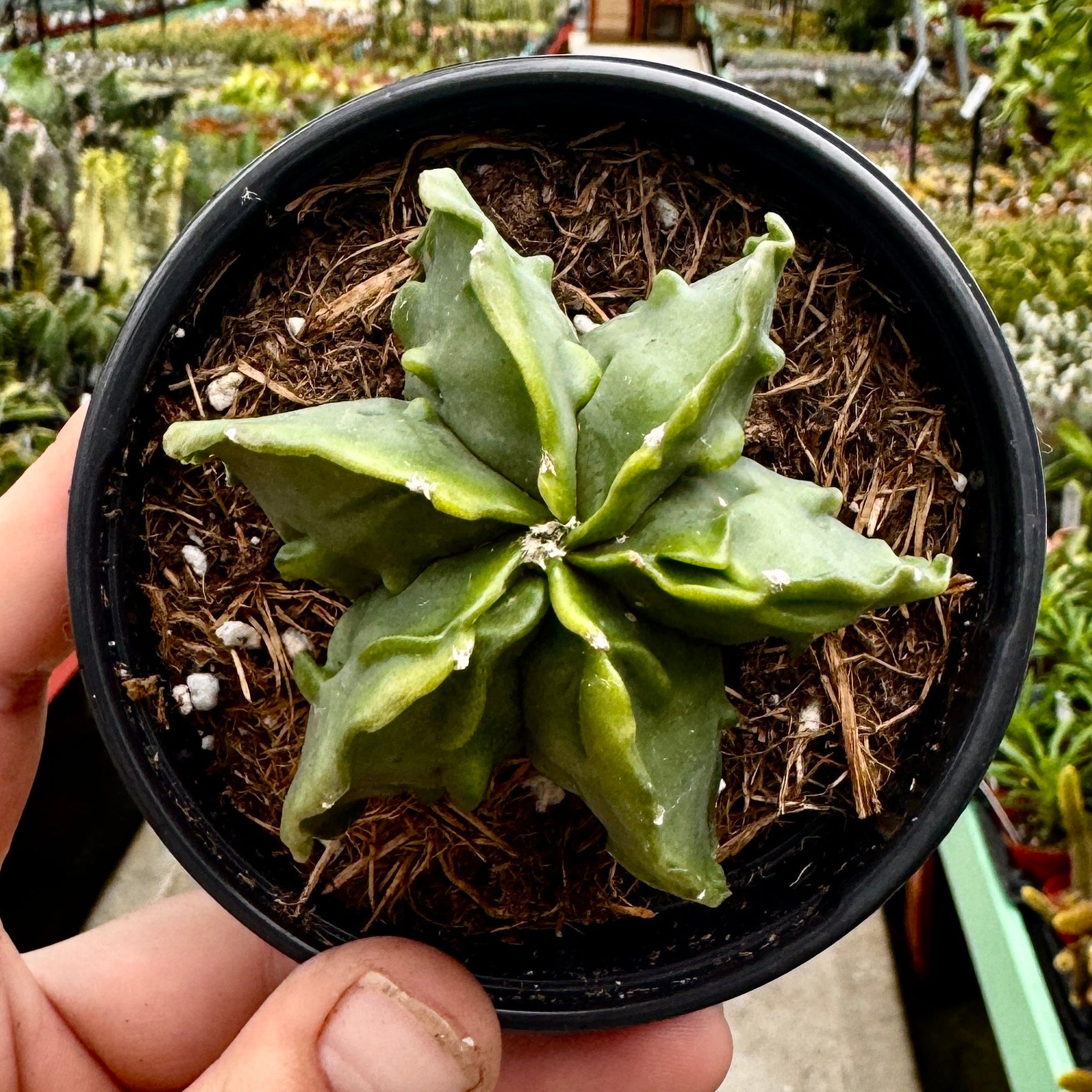 Astrophytum Myriostigma 'Walnut'