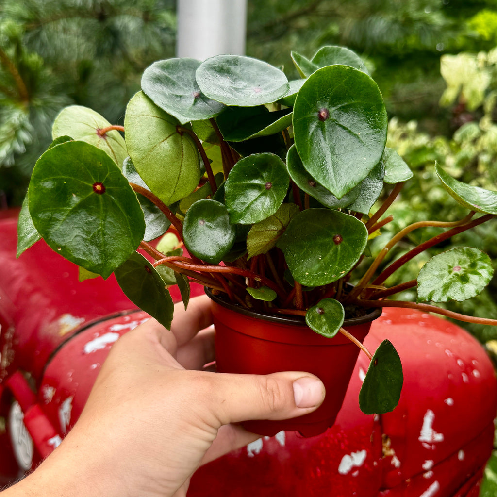 Bullseye Begonia| Ruby Red Begonia | Begonia conchifolia