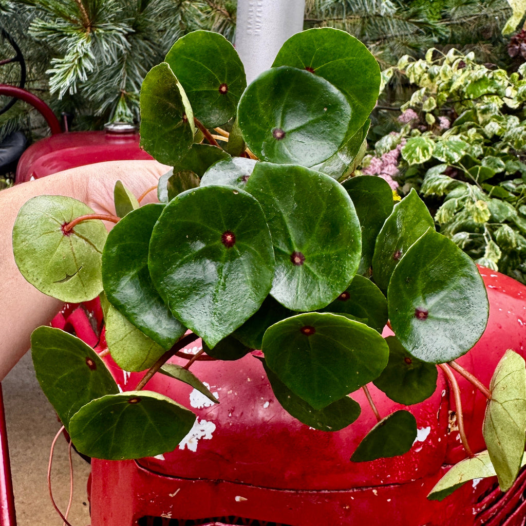 Bullseye Begonia| Ruby Red Begonia | Begonia conchifolia