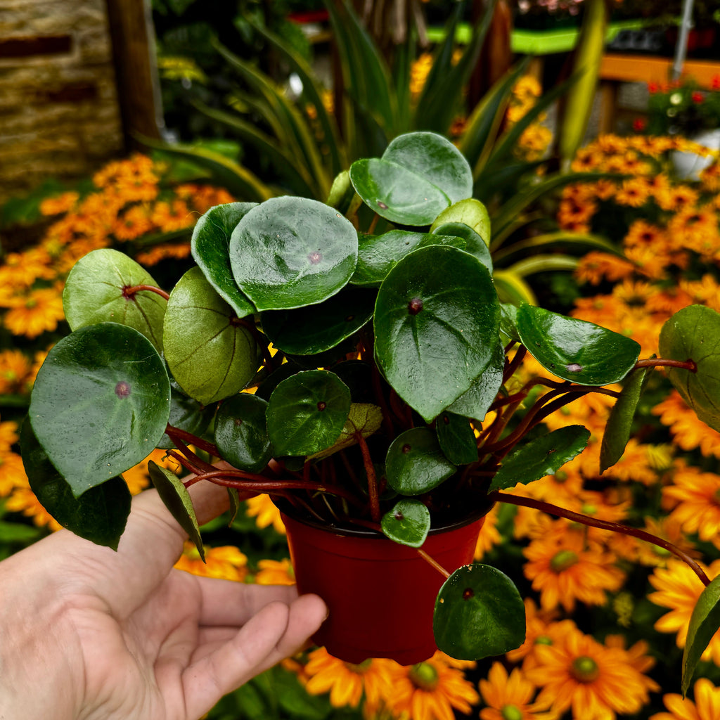 Bullseye Begonia| Ruby Red Begonia | Begonia conchifolia