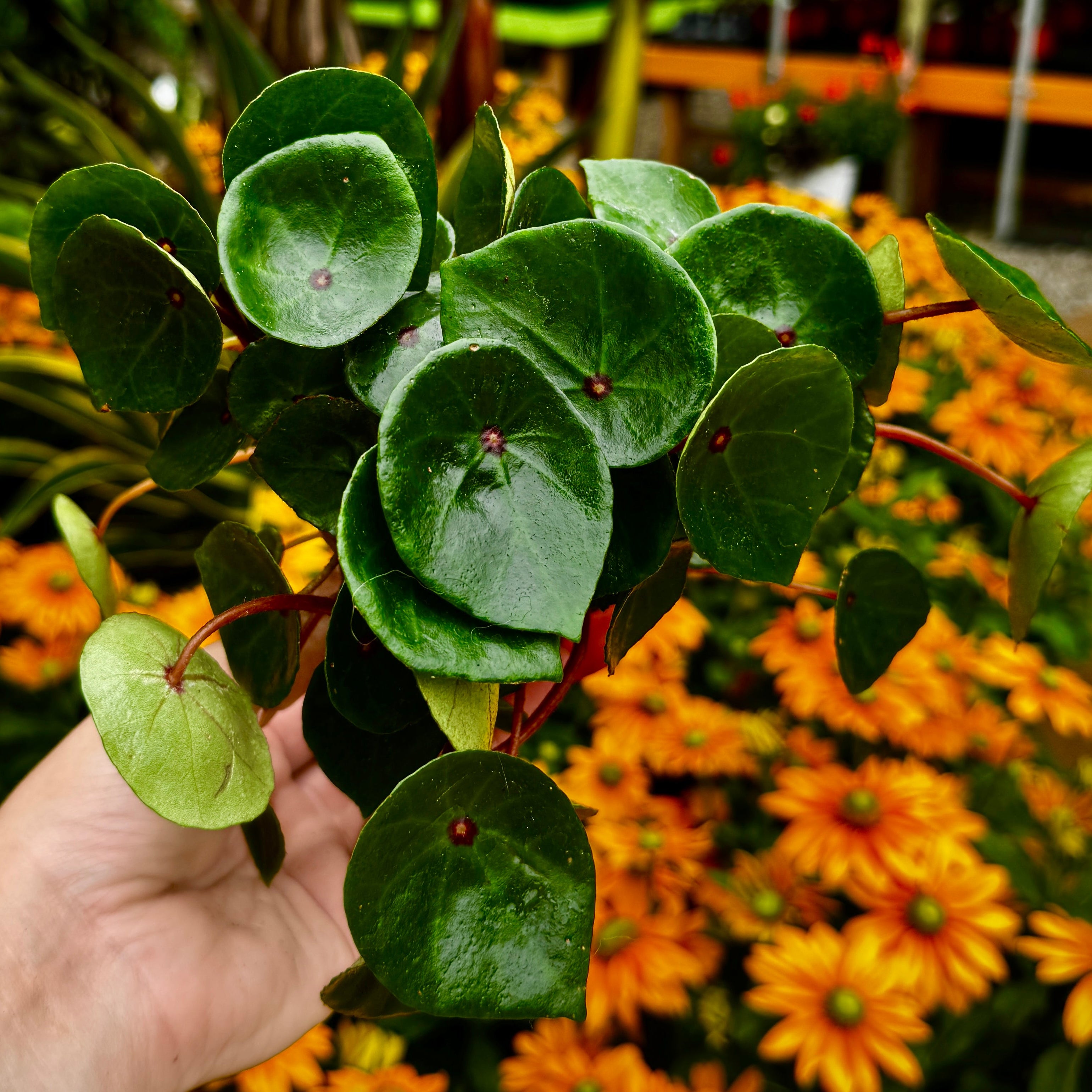 Bullseye Begonia| Ruby Red Begonia | Begonia conchifolia