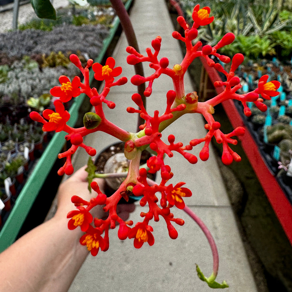 Buddha Belly | Jatropha podagrica