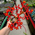 Buddha Belly | Jatropha podagrica