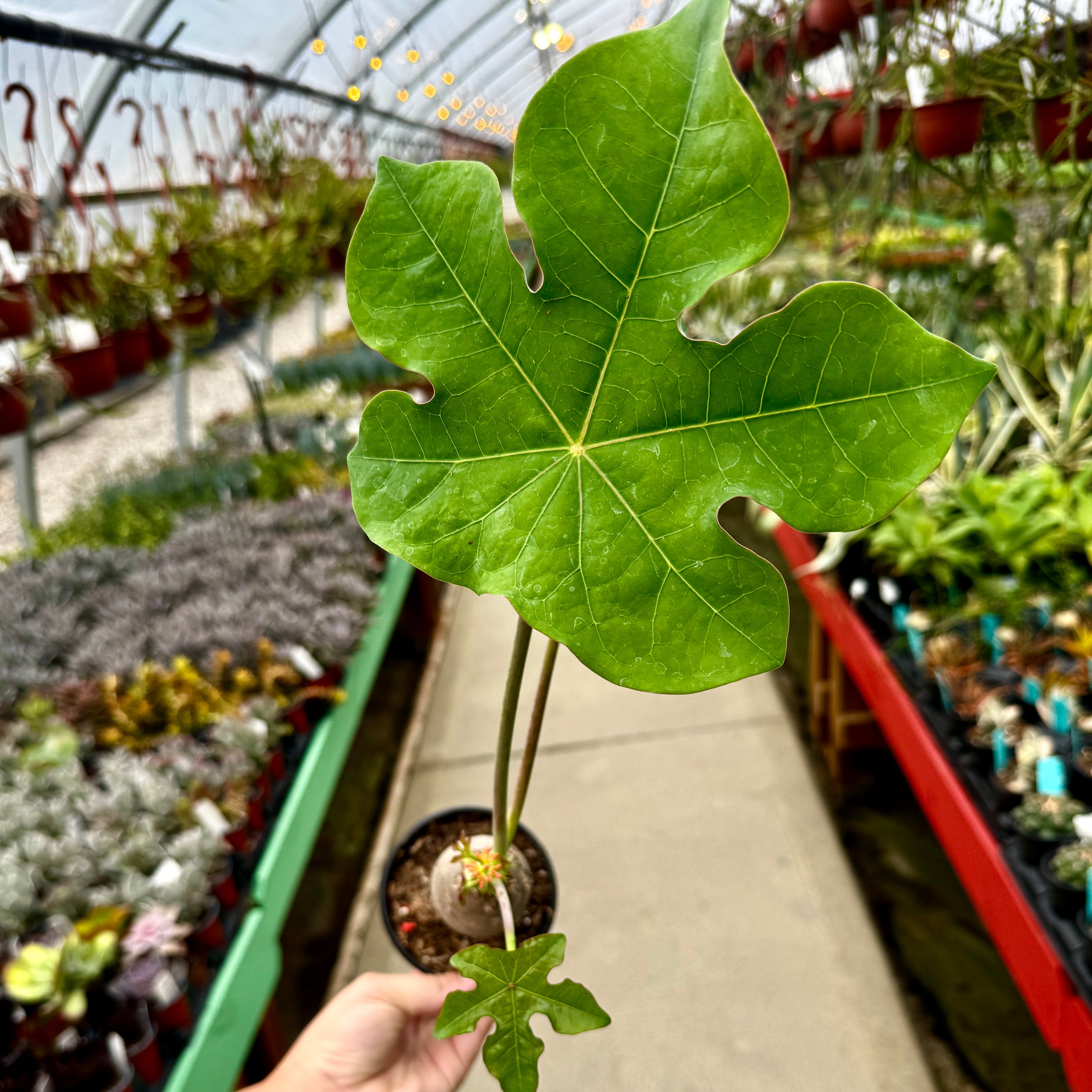 Buddha Belly | Jatropha podagrica