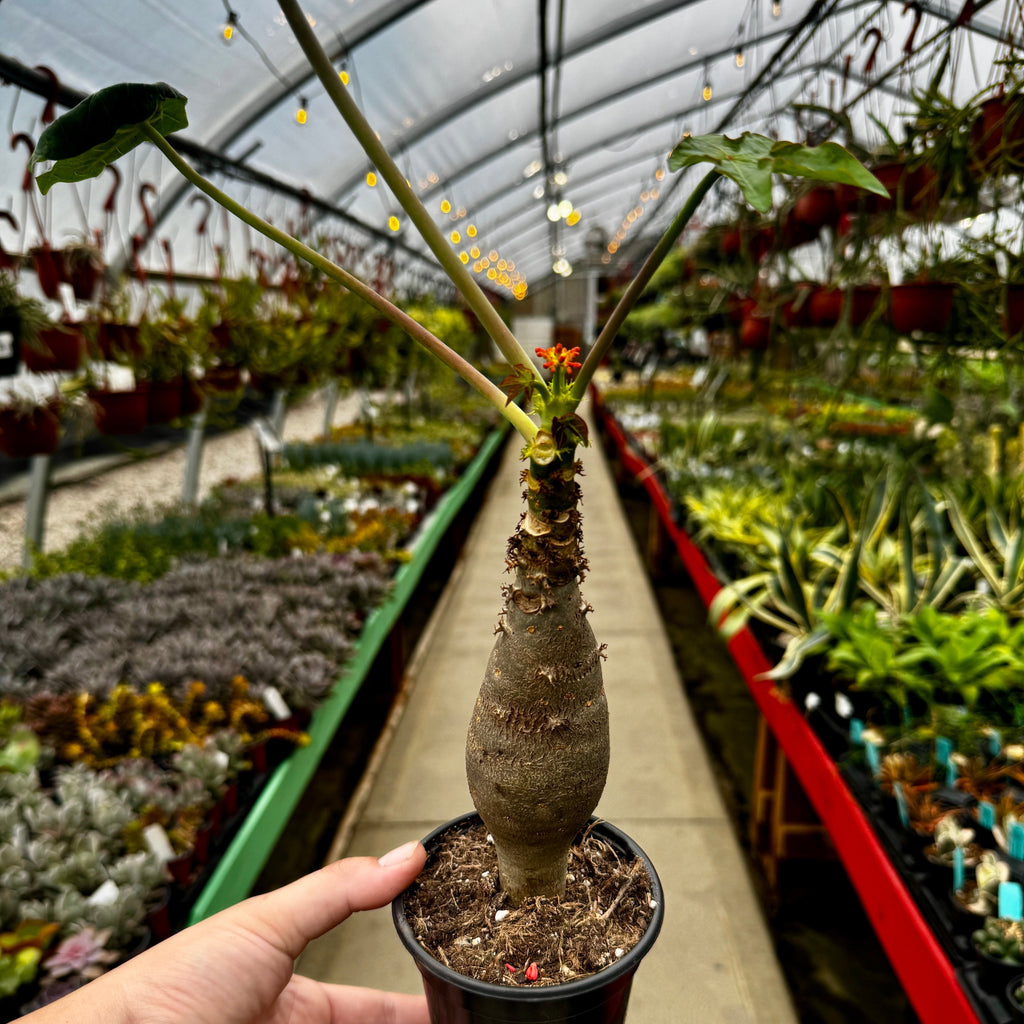 Buddha Belly | Jatropha podagrica