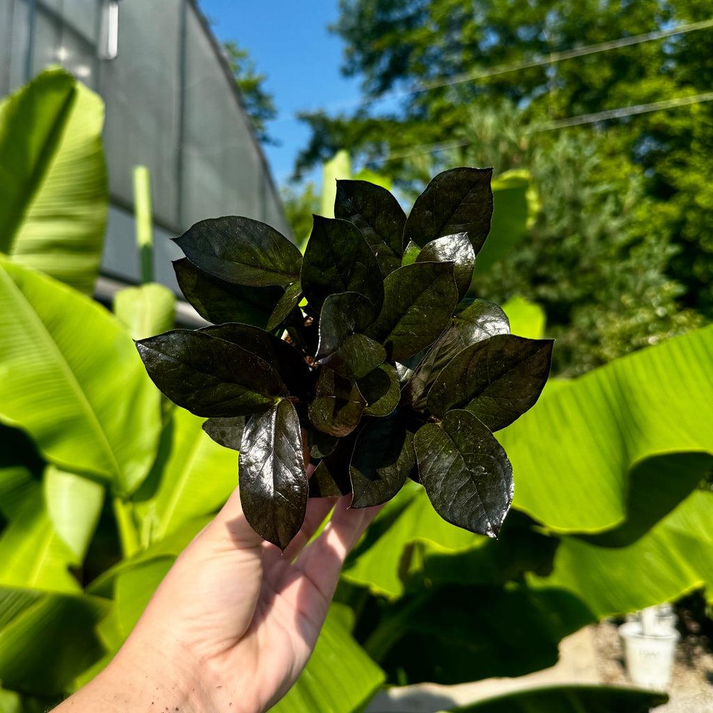 Black ZZ Plant | Zamioculcas zamiifolia 'Black'