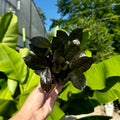 Black ZZ Plant | Zamioculcas zamiifolia 'Black'