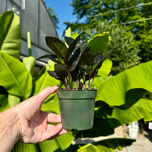 Black ZZ Plant | Zamioculcas zamiifolia 'Black'