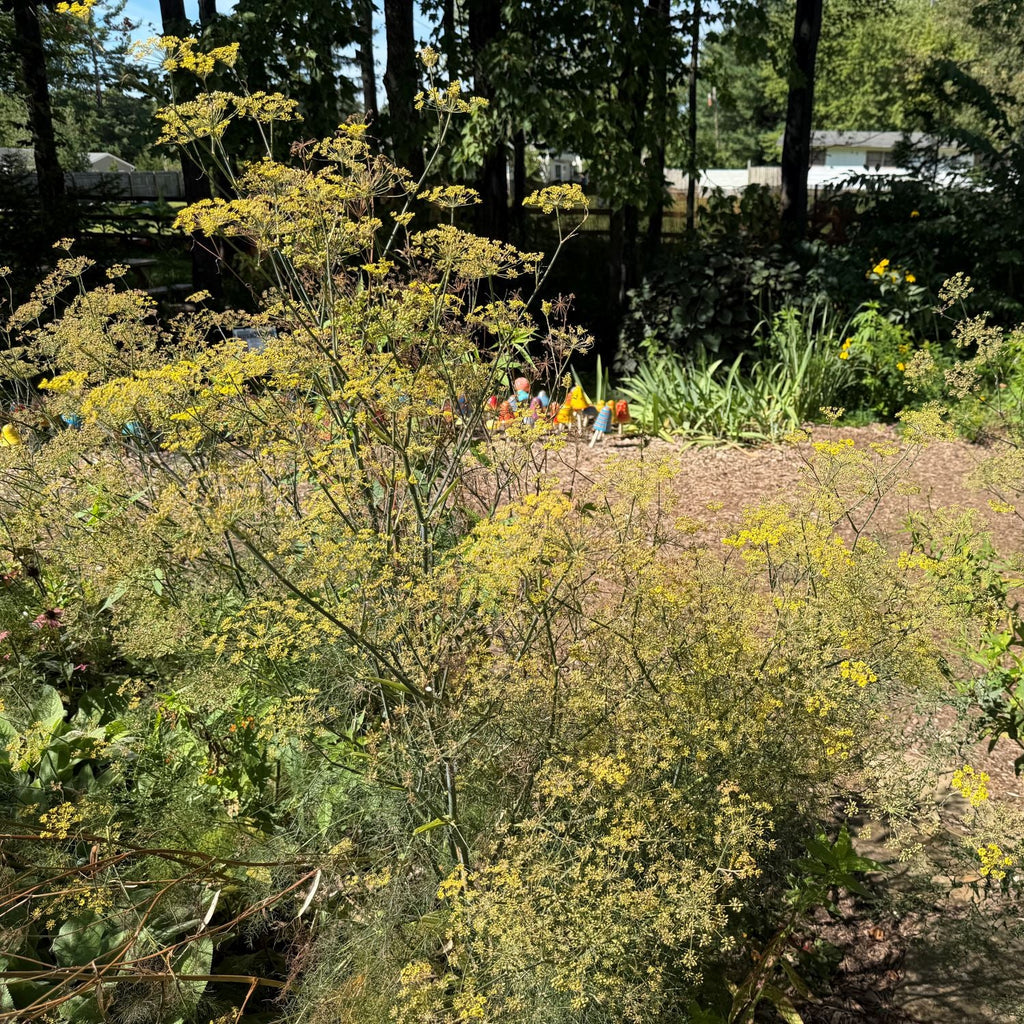 Bronze Fennel