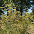 Bronze Fennel