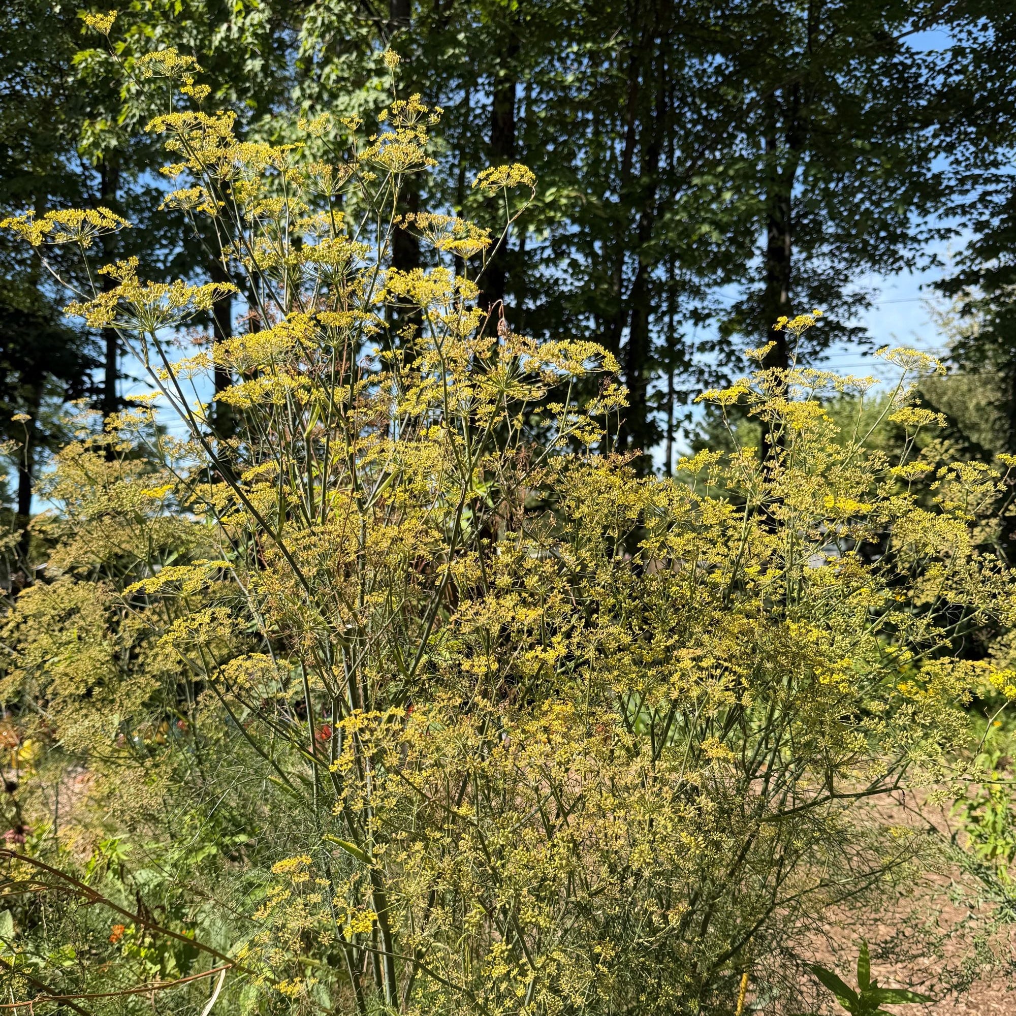 Bronze Fennel