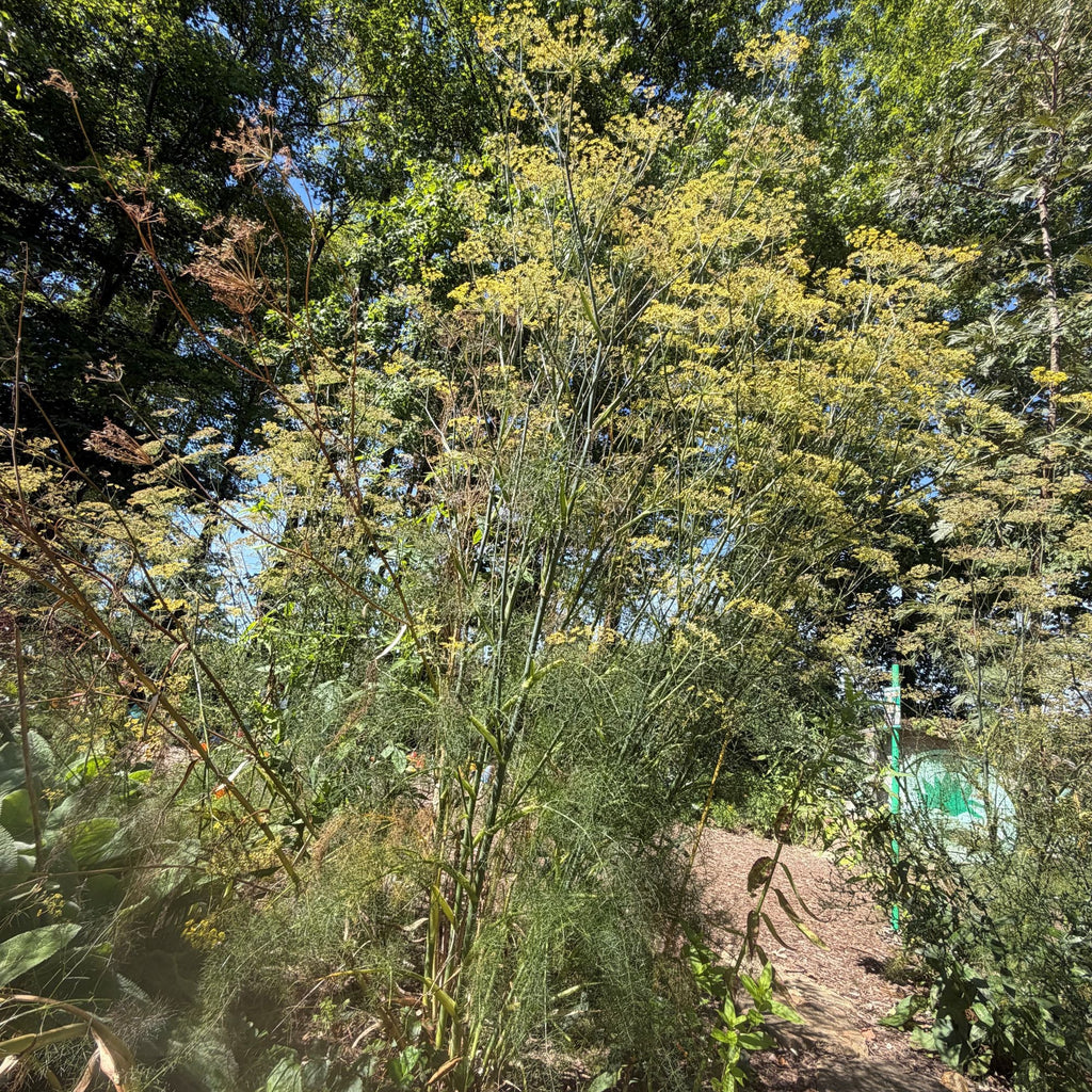 Bronze Fennel