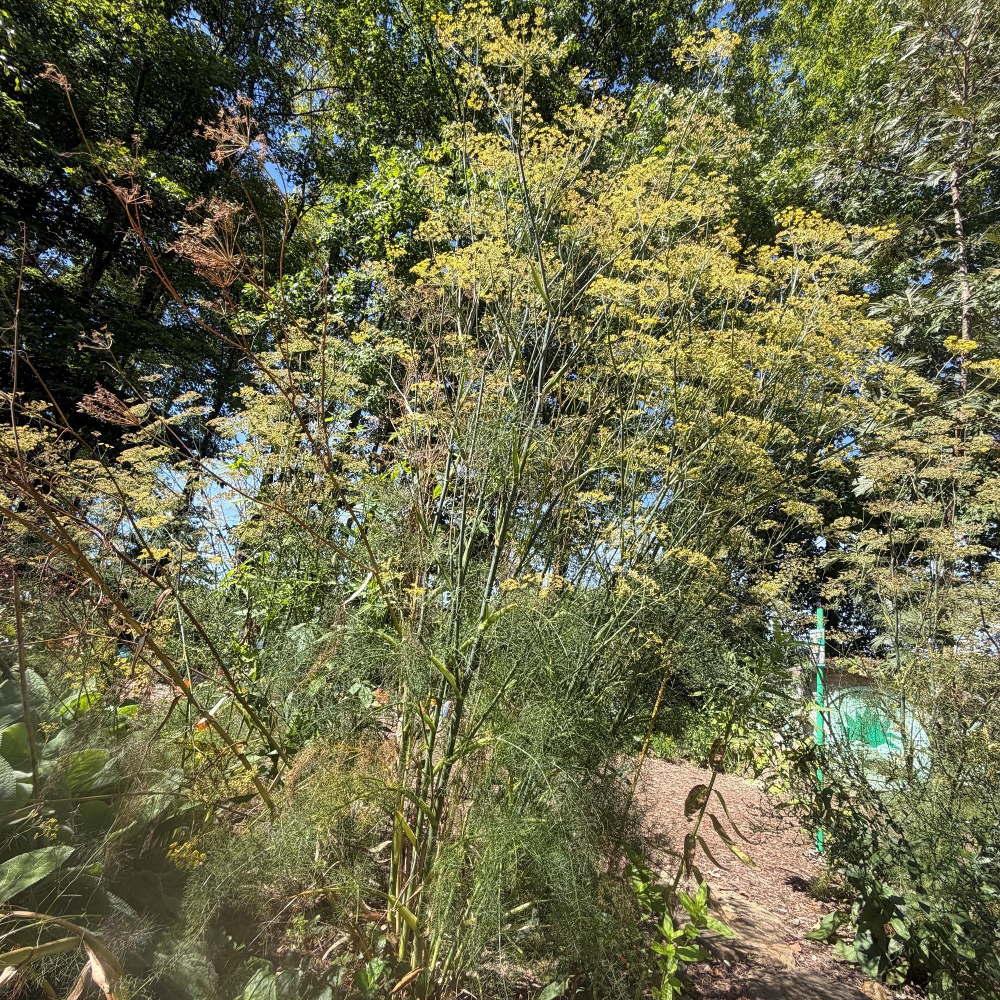 Bronze Fennel