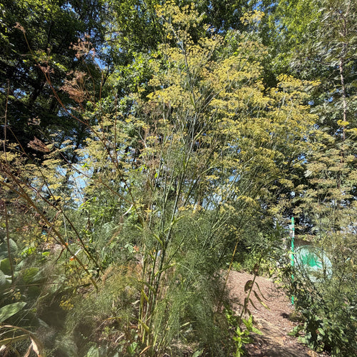 Bronze Fennel