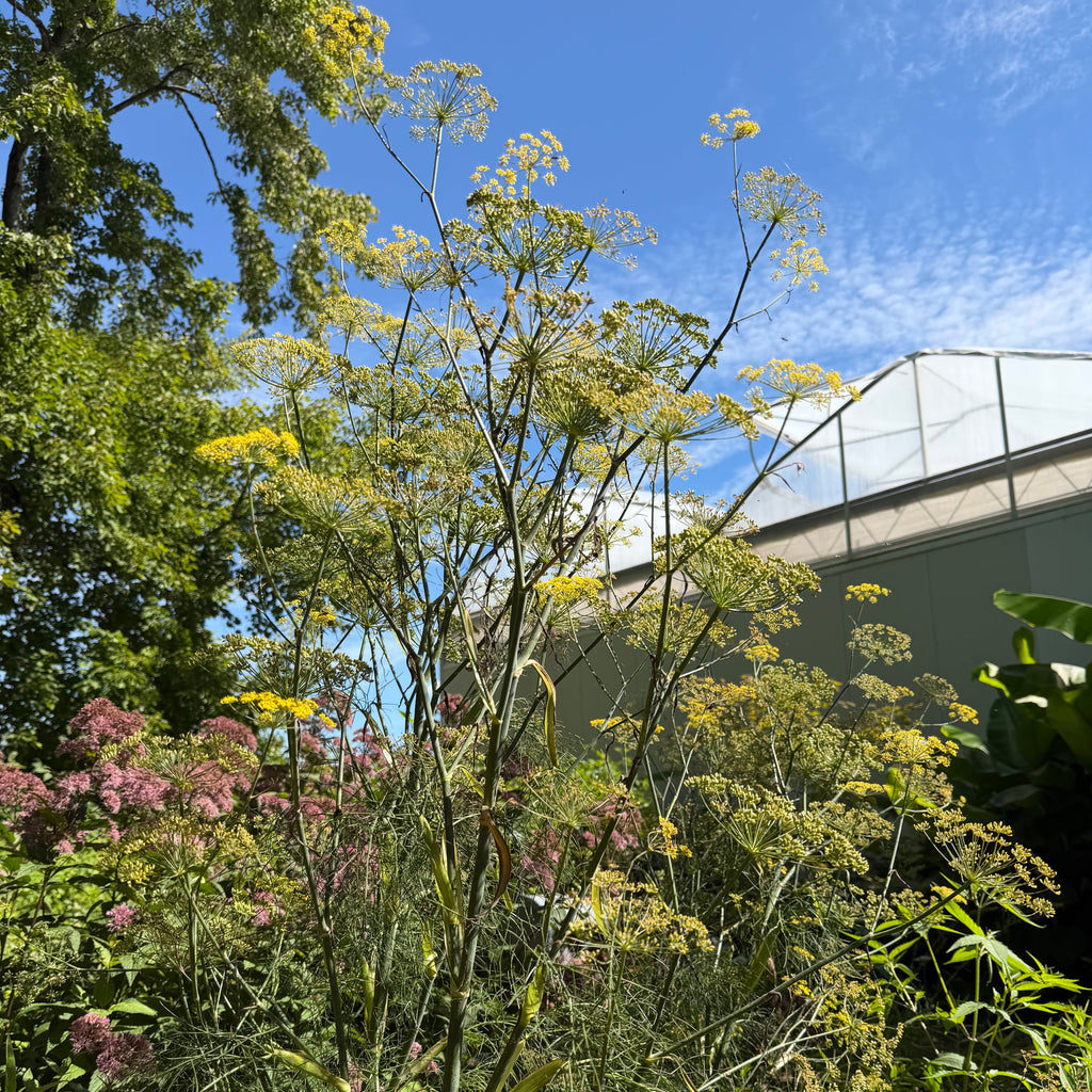 Bronze Fennel