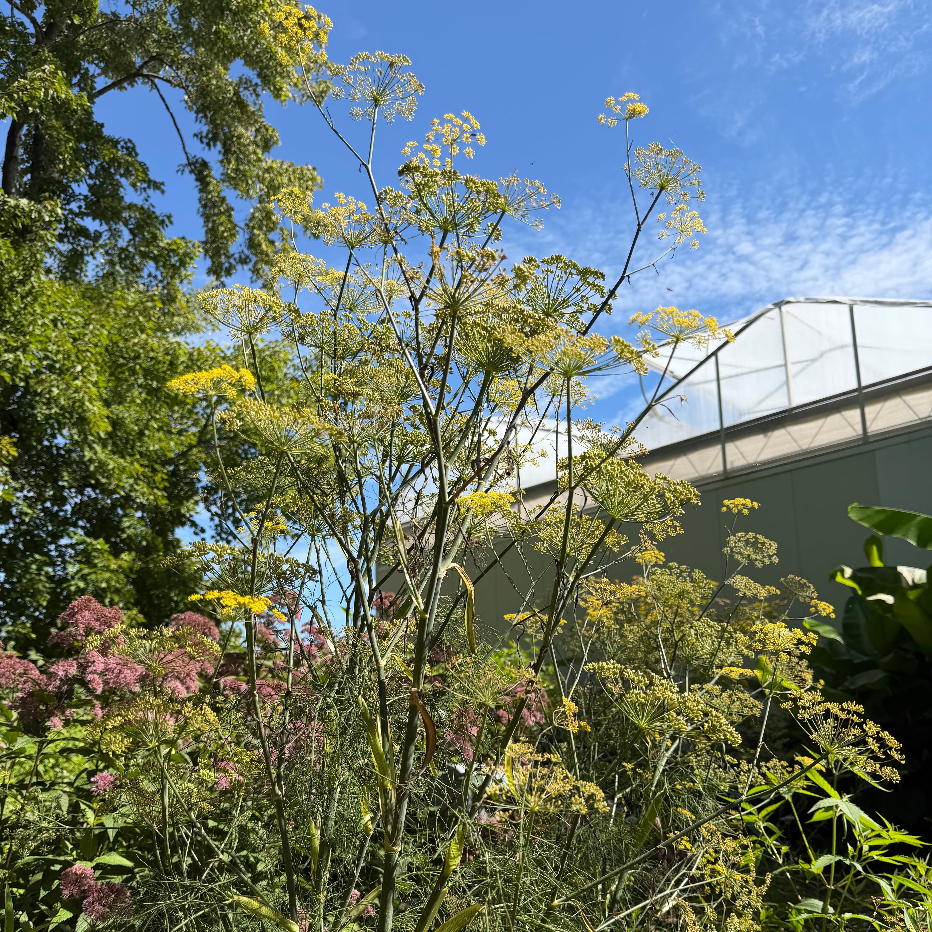 Bronze Fennel