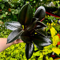 Burgundy Rubber Tree | Ficus Elastica 'Burgundy'