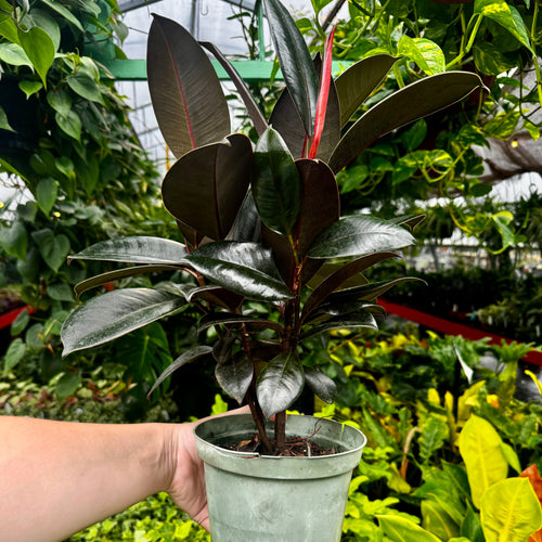 Burgundy Rubber Tree | Ficus Elastica 'Burgundy'