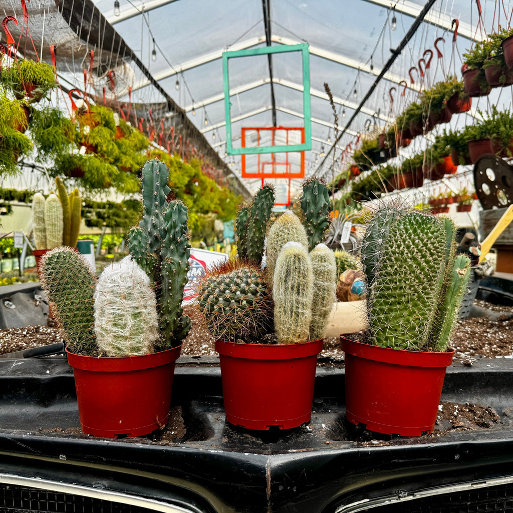 Cacti Combo