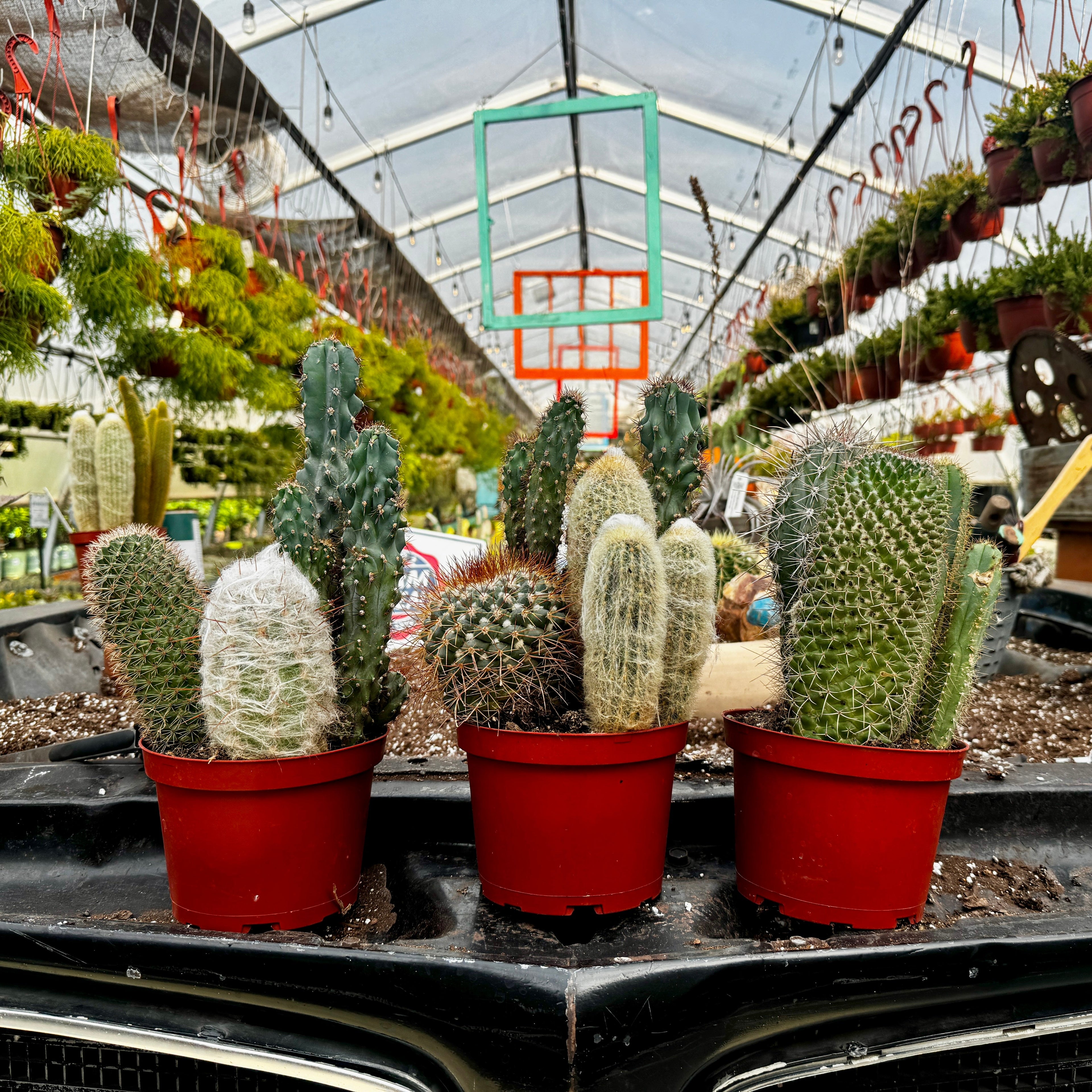 Cacti Combo