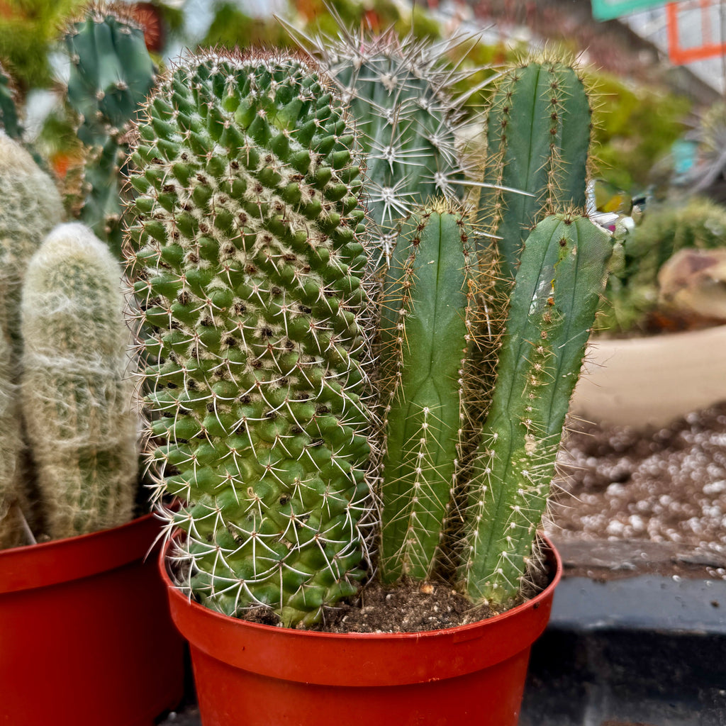 Cacti Combo