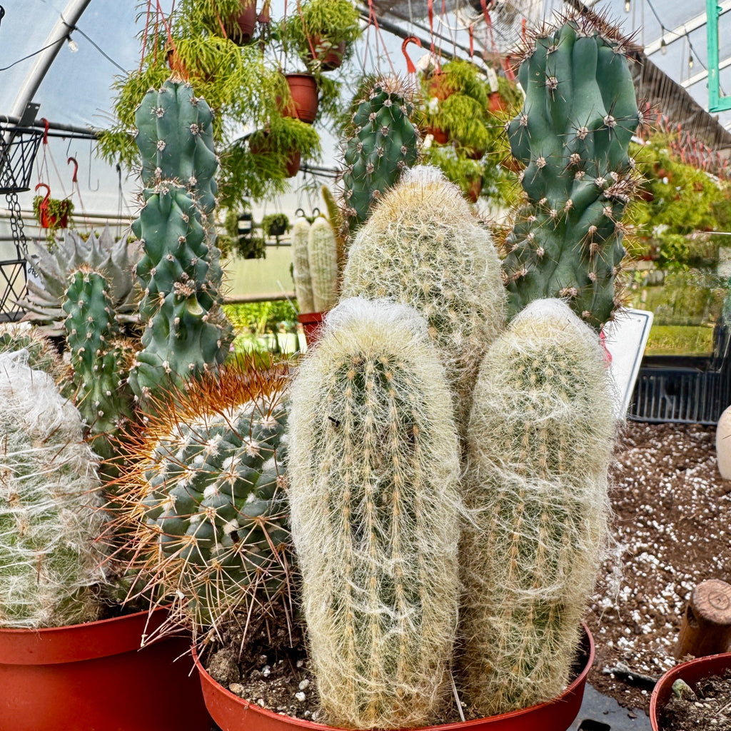 Cacti Combo