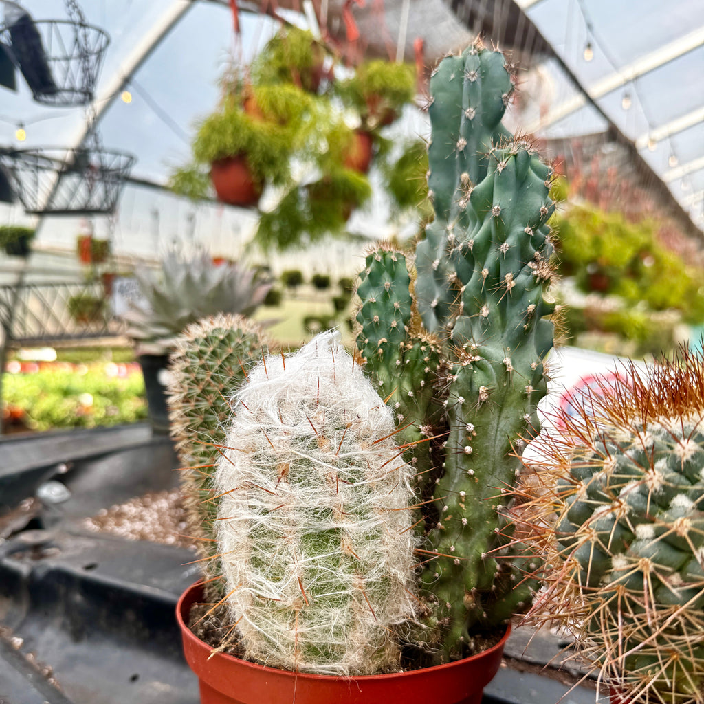 Cacti Combo