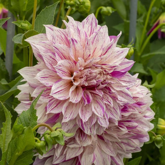Dahlia Café Au Lait Twist | Premium Dinnerplate Dahlia