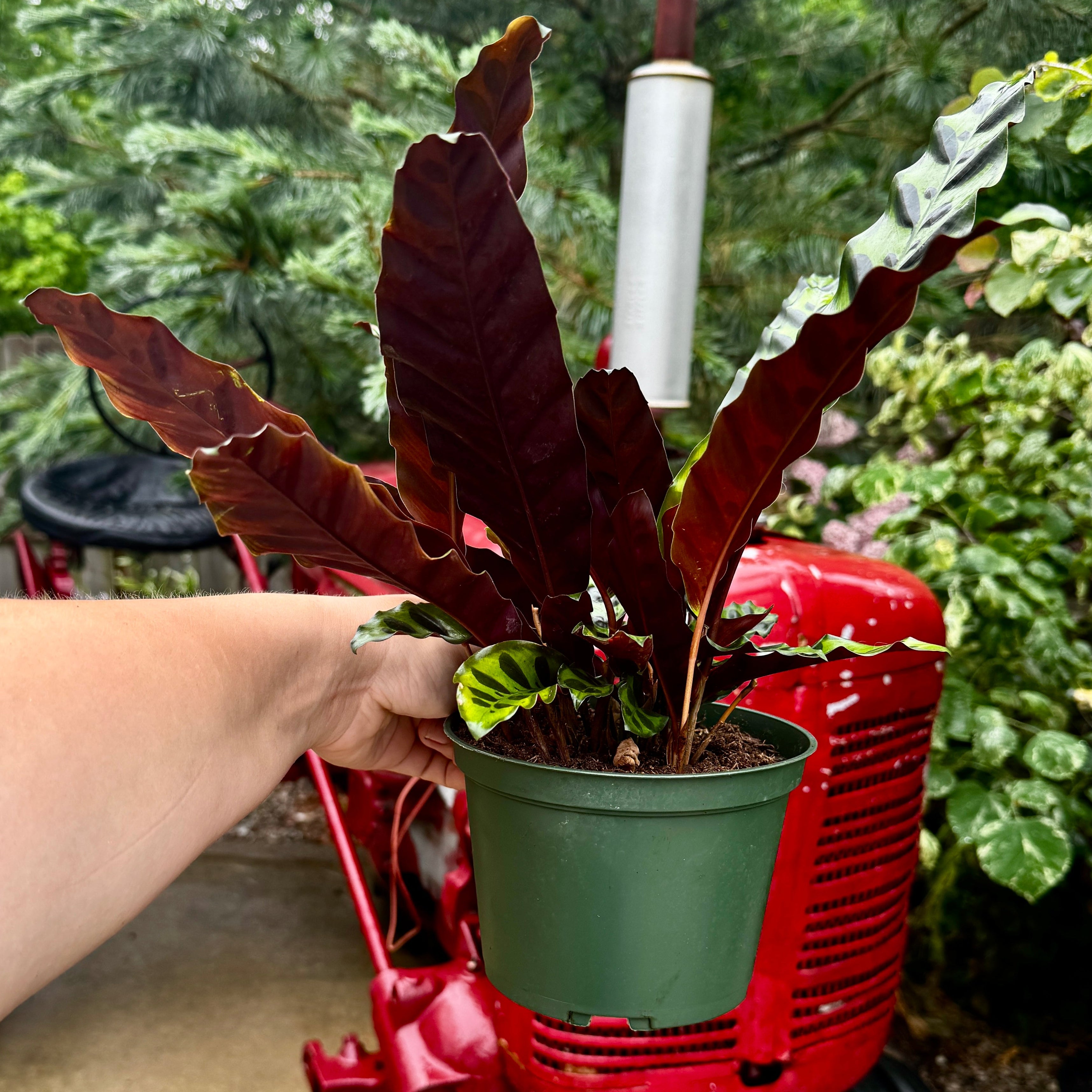 Prayer Plant | Rattlesnake plant | Calathea Lancifolia
