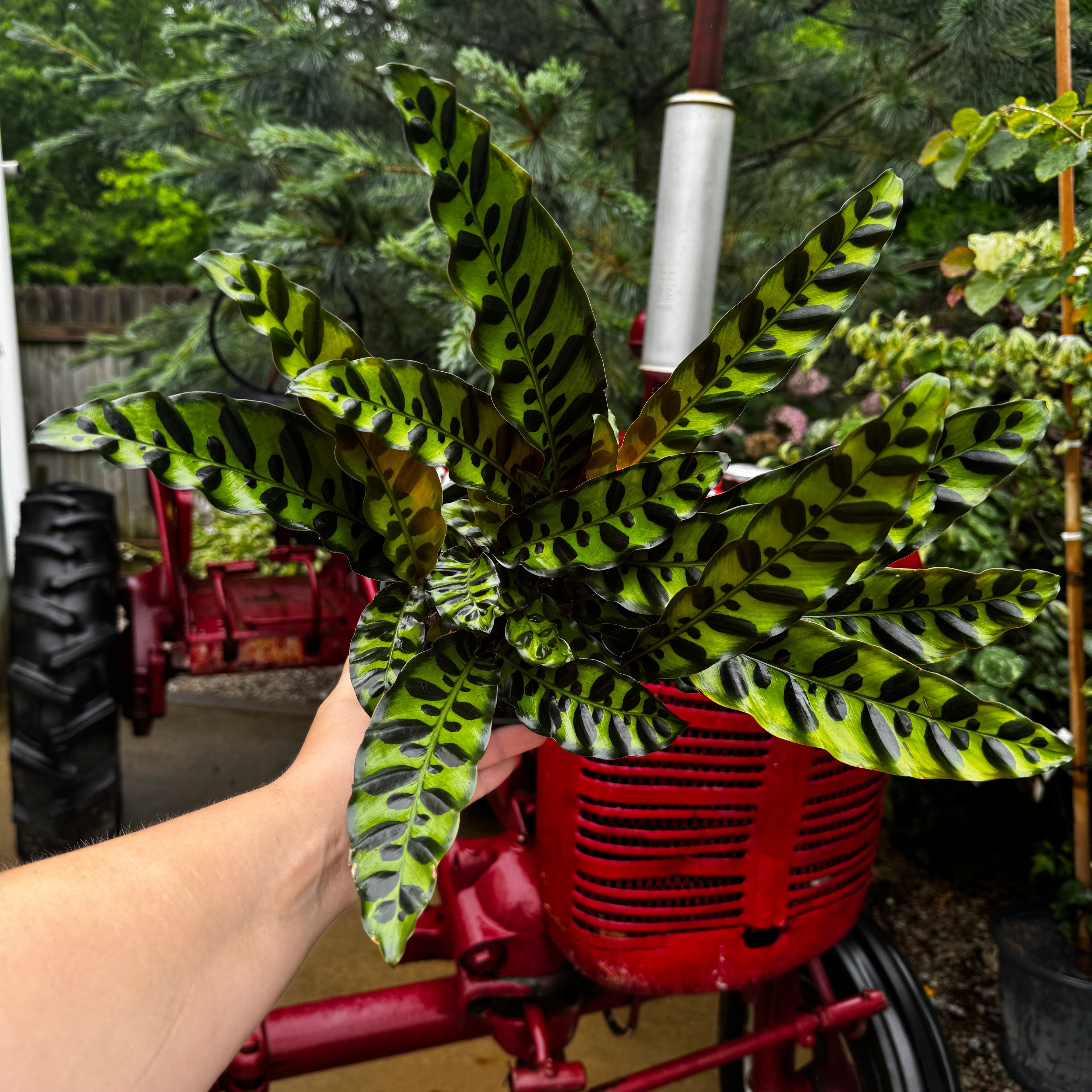 Prayer Plant | Rattlesnake plant | Calathea Lancifolia