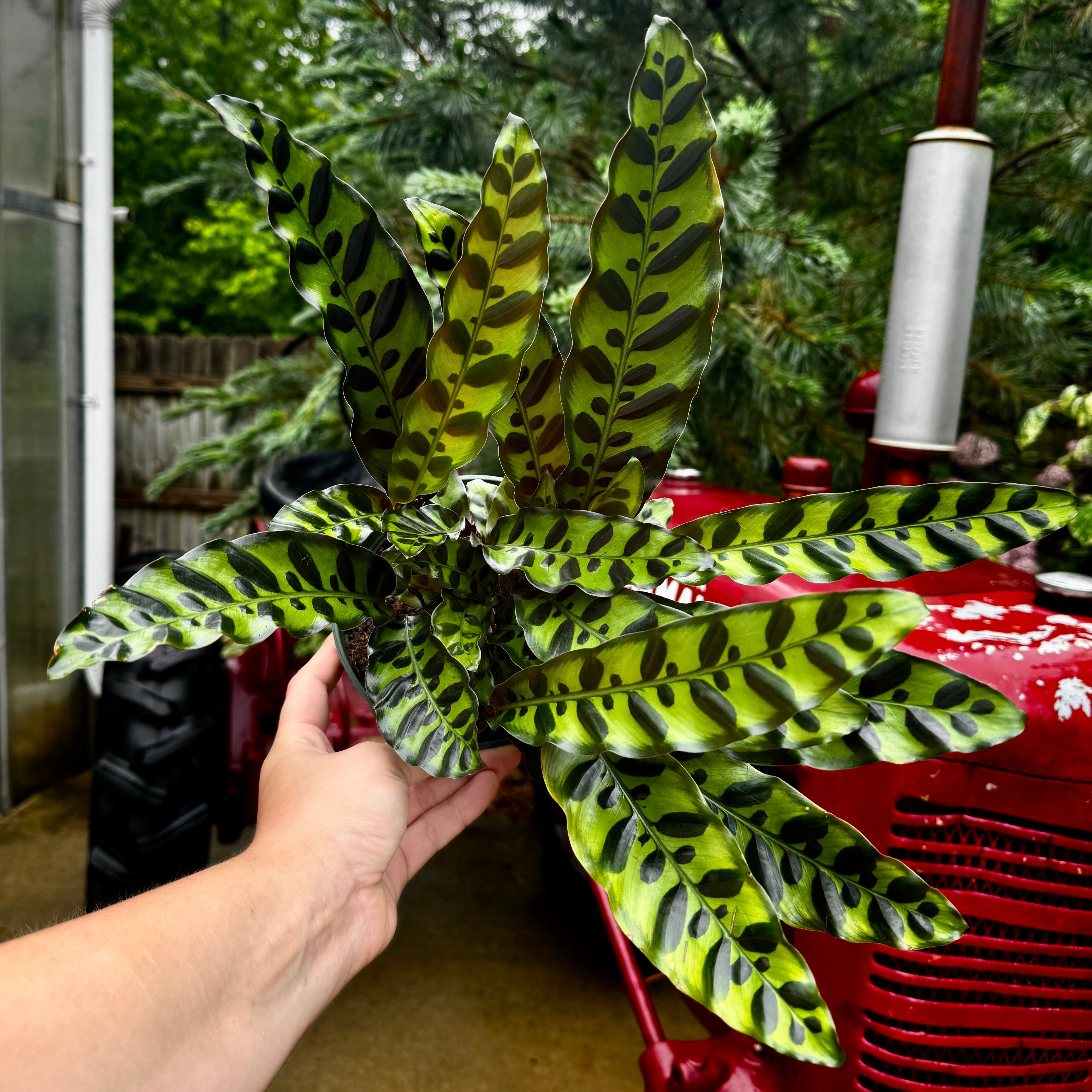 Prayer Plant | Rattlesnake plant | Calathea Lancifolia