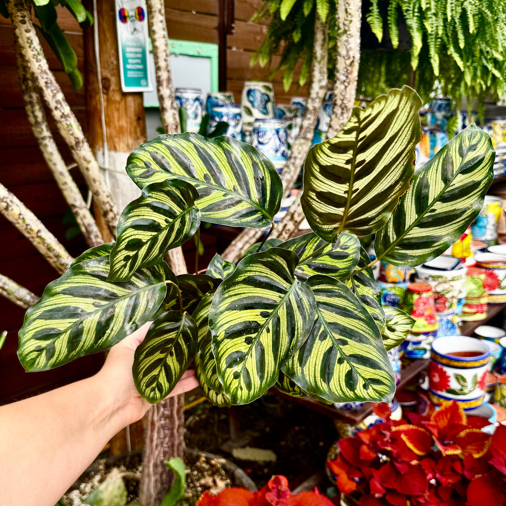 Prayer Plant | Peacock plant | 6