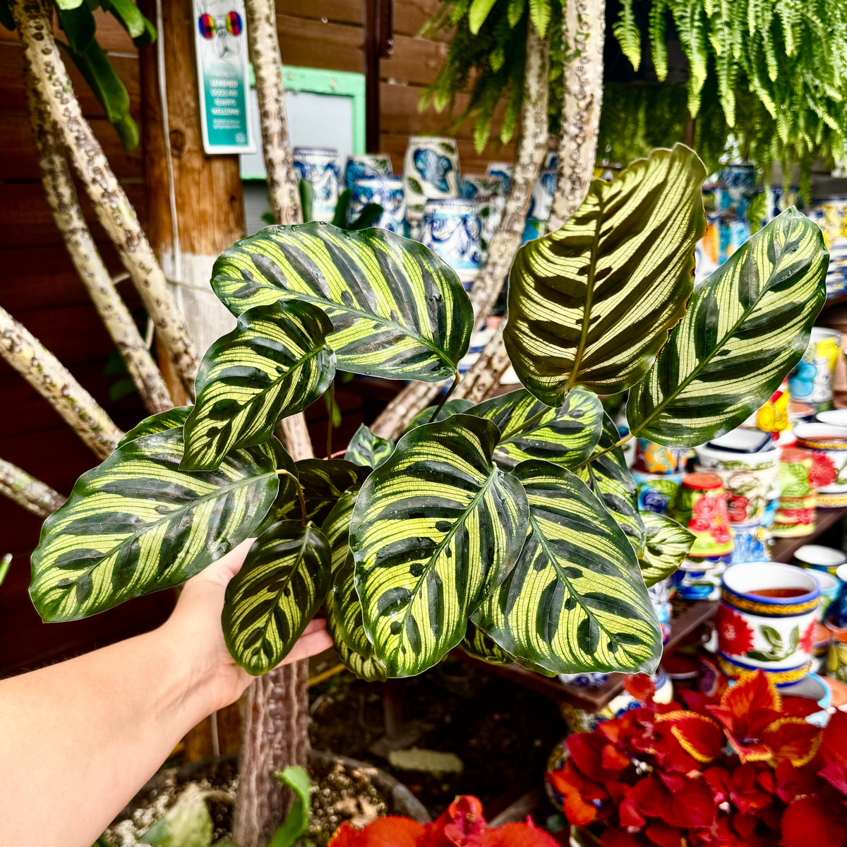 Prayer Plant | Peacock plant | 6" Calathea Makoyana