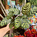 Prayer Plant | Peacock plant | 6" Calathea Makoyana
