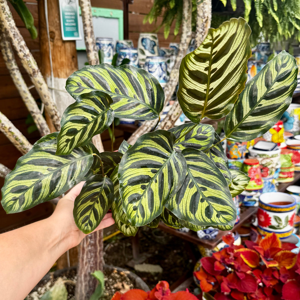Prayer Plant | Peacock plant | 6" Calathea Makoyana
