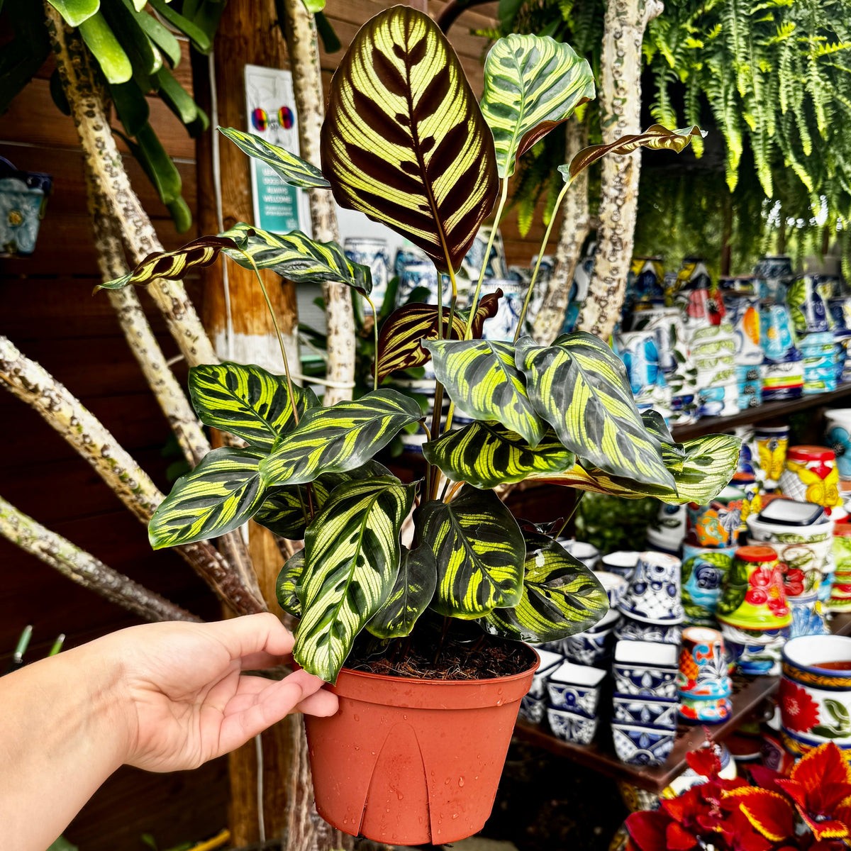 Prayer Plant | Peacock plant | 6" Calathea Makoyana