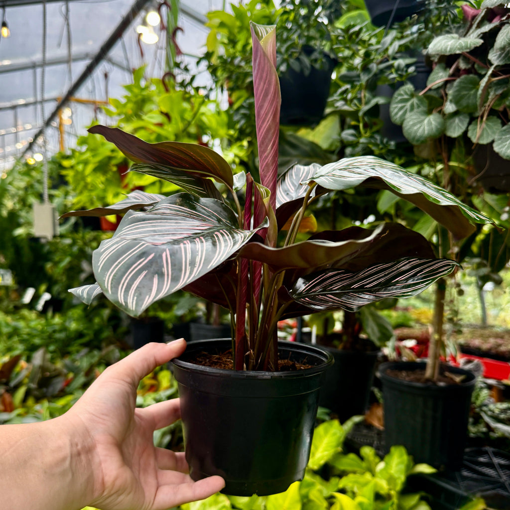 Prayer Plant | Peacock plant | Calathea Ornata