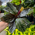 Prayer Plant | Peacock plant | Calathea Ornata