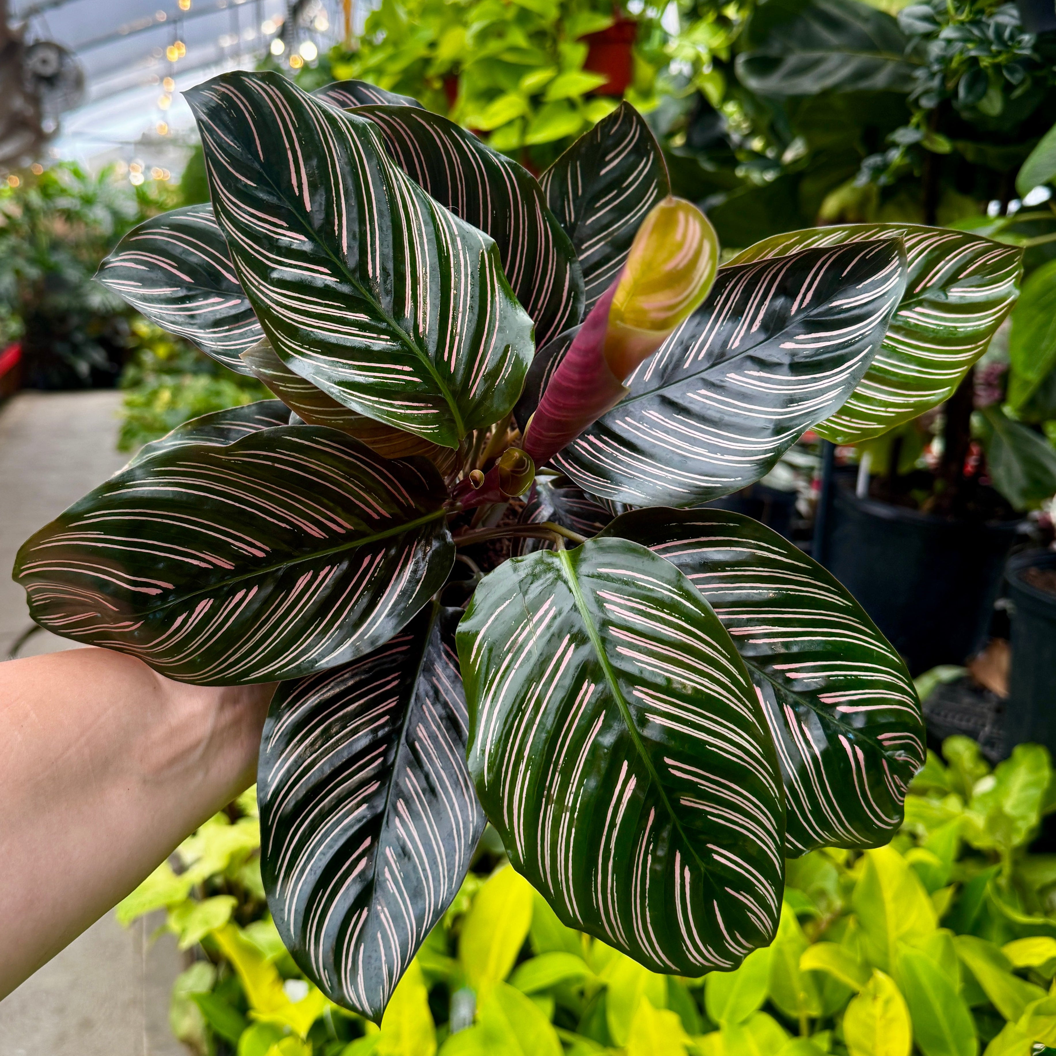 Prayer Plant | Peacock plant | Calathea Ornata